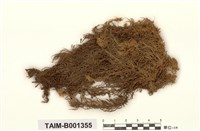 藏品(白齒泥炭苔)的圖片